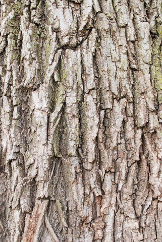 3796839-841438-willow-tree-bark-texture