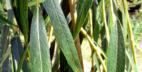 490-plain-weepingwillow02-leaves_67594_1