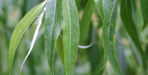 willow leaves