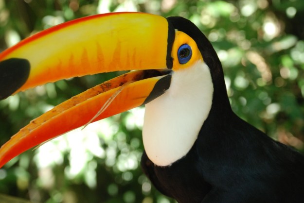 Toucan